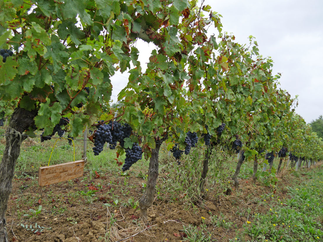 Виноградник на урожай